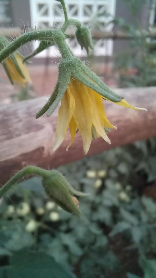Urban Farm Haus Guesthouse Rundu Εξωτερικό φωτογραφία