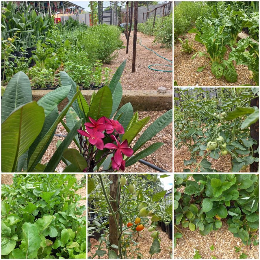 Urban Farm Haus Guesthouse Rundu Εξωτερικό φωτογραφία