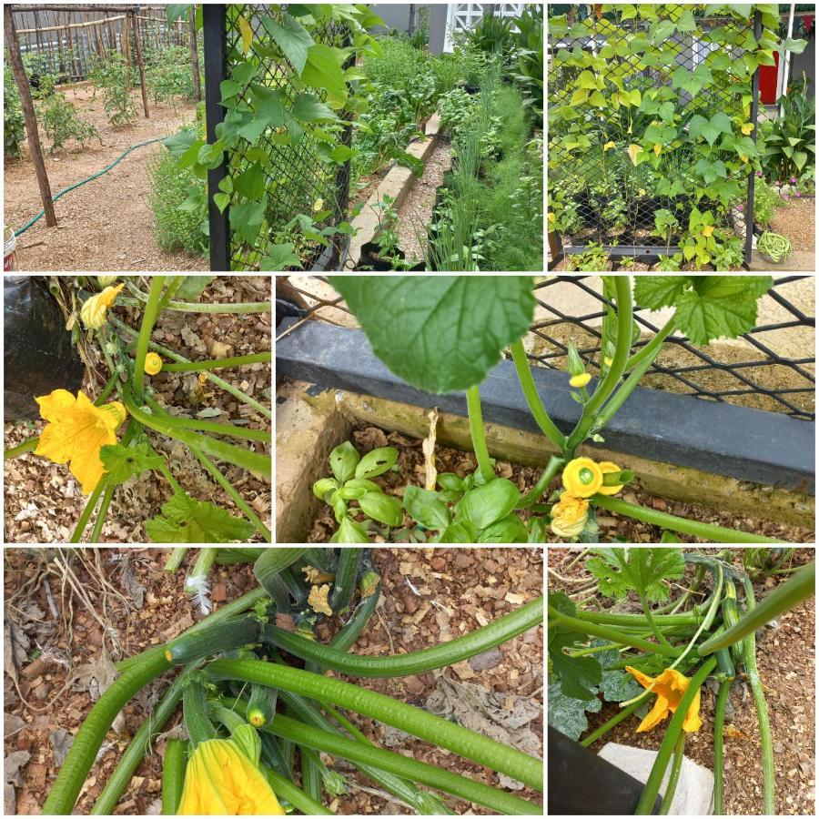Urban Farm Haus Guesthouse Rundu Εξωτερικό φωτογραφία